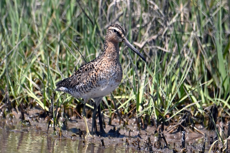 A shorebird with a mottled brown back, with brown neck markings, and a white belly. It has a long bill.