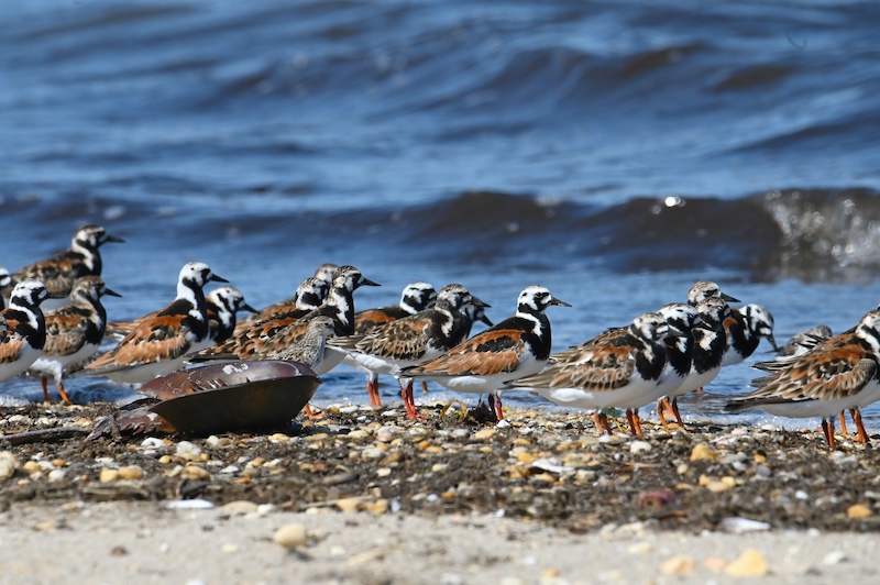 Several shorebirds on a beach; ruddy turnstones have rusty-orange back feathers with white and black markings on the face.