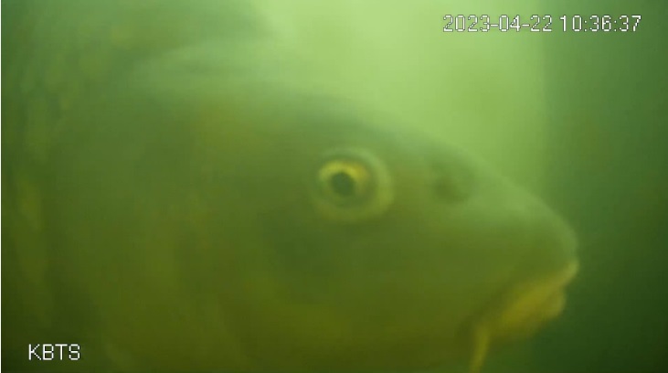Underwater closeup of a fish head end with an eyeball staring at the camera and a greenish background.