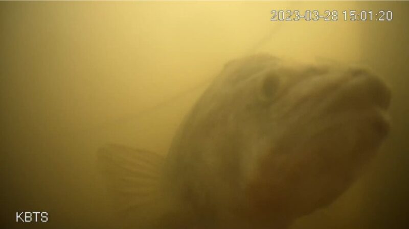 An underwater closeup of a fish apparently peering at the camera, surrounded by a yellow haze.