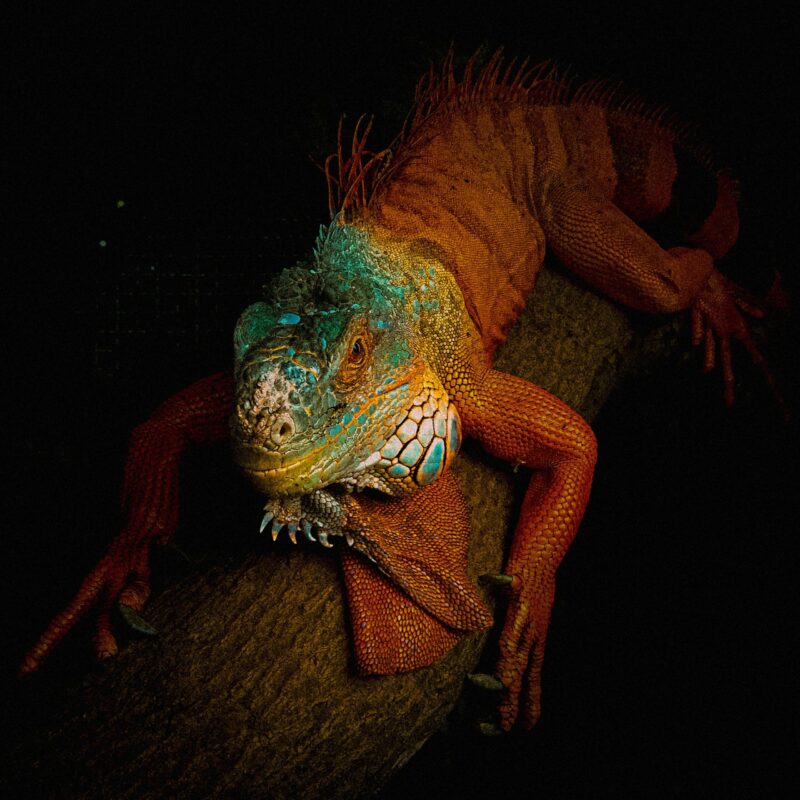 Dark-orange reptile with a green, white and yellow head with its legs wrapped around a tree branch.