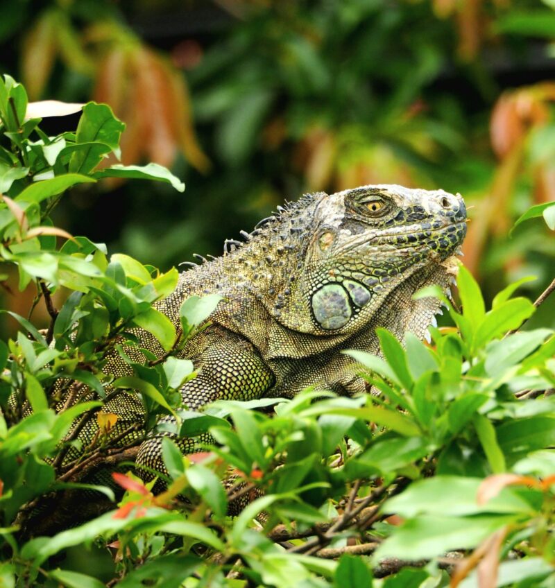 Scaly green and yellowish reptile with yellow eyes among green and orange leaves.