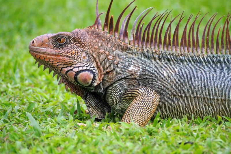 Iguanas: Head and forequarters of rusty red and gray reptile with row of long spines along its back.
