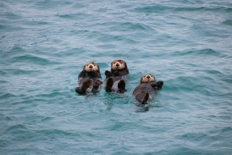 Three brown animals floating on their backs in the sea with all four feet in the air, peering at the camera.