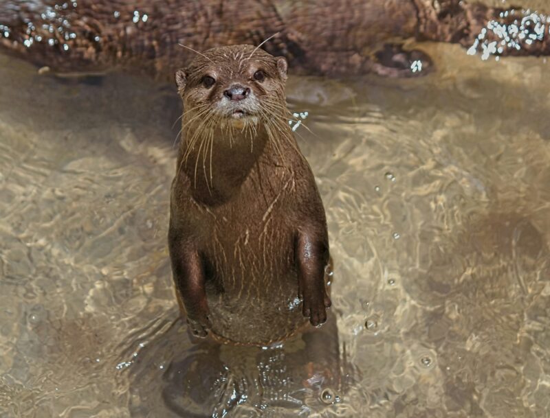 Brown animal standing upright in shallow water. It is wet and has long whiskers.