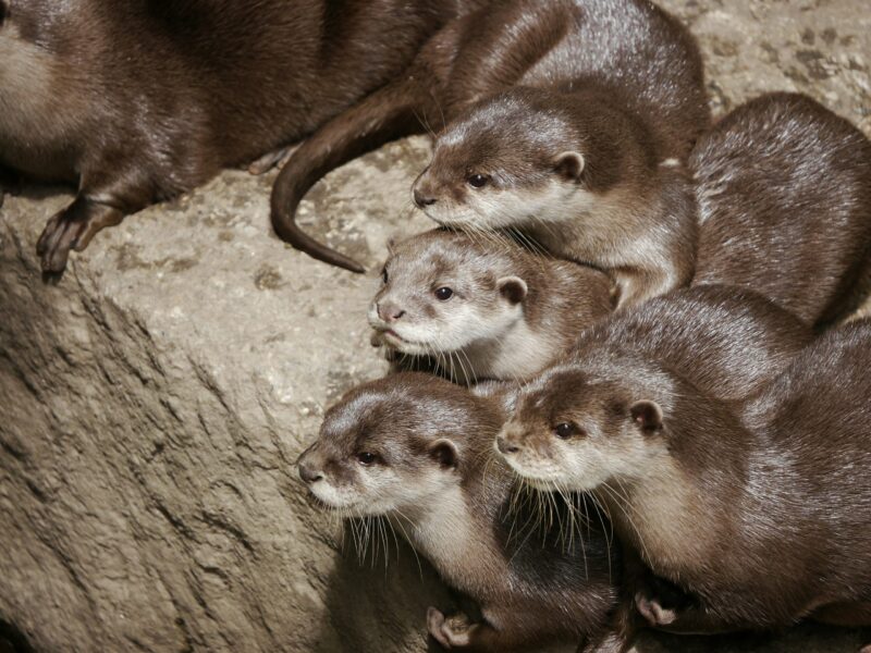 4 young otters huddled together among shore rocks. They have dark brown backs and lighter undersides.