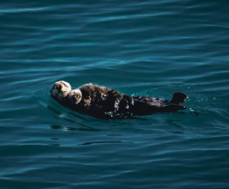 A mom otter, floating on her back and holding a small sleeping baby on the top of her belly.
