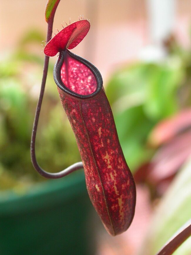 A long jug-like red and green plant part. It has a lid at the top.
