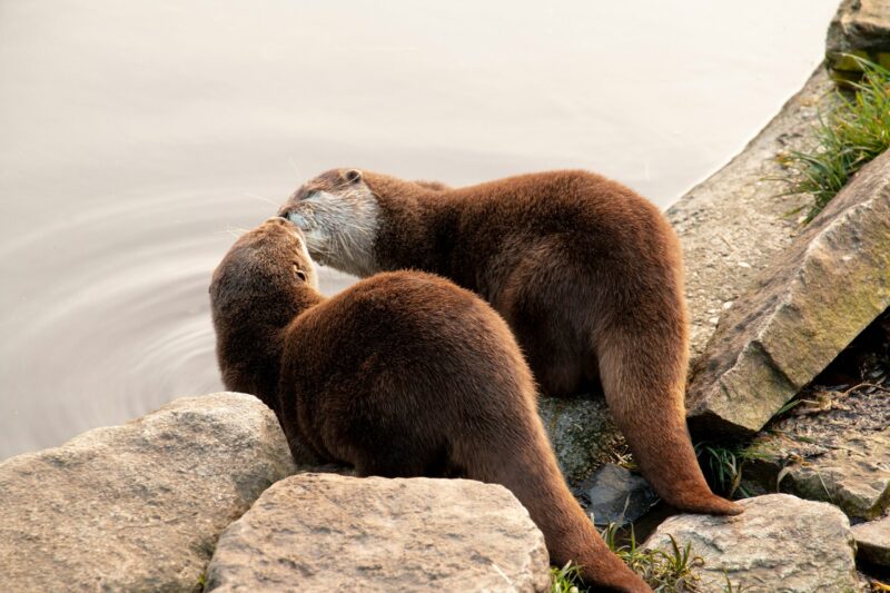 2 fluffy otters on shoreline rocks, touching noses as if they are kissing.