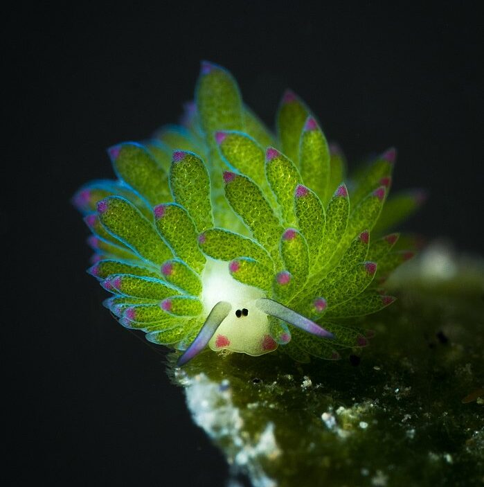 Leaf sheep sea slug: White-faced slug covered in green leaves with pink tips, and two horn-like protrutions on its head.
