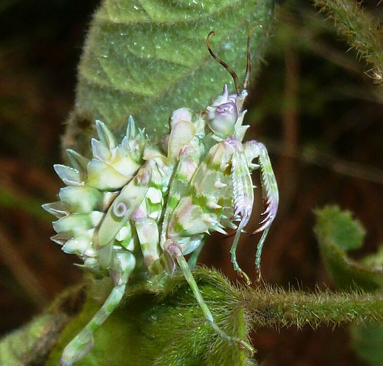 Insect with green and pink petal like structures that make it look wider than a typical mantis.