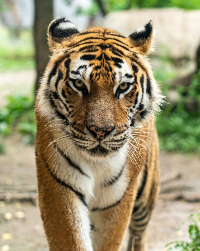 Tiger conservation: Orange and black striped tiger with yellow eyes, walking toward camera with its ears back.
