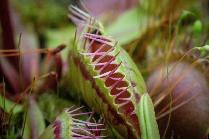 Carnivorous plants: Two green, bulging leaves face to face with purple areas and interlocking spines along the edge like teeth.