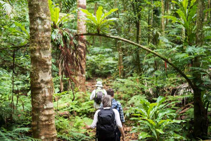 A group of people walking single file through a rainforest with green trees and ferns all around.
