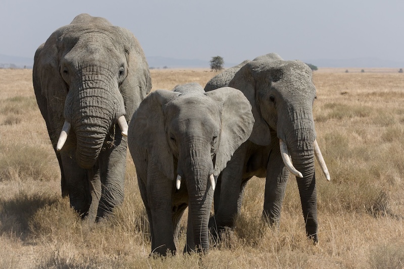 Elephants use names: 3 large elephants standing next to each other in brownish dry grassland.
