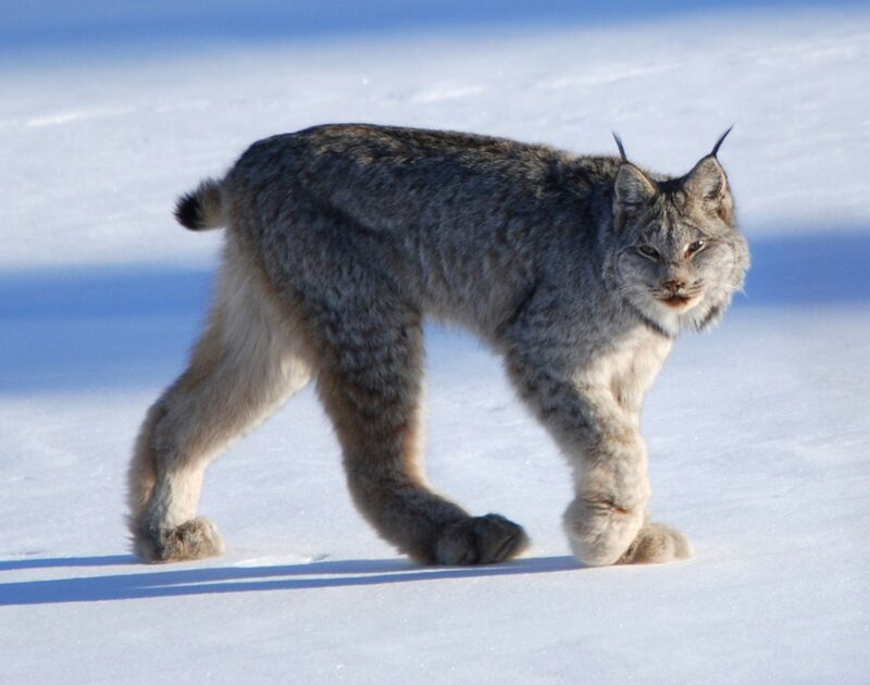 Almost white very furry animal with dark dots, huge paws and extra long hind legs. It is walking on snow.