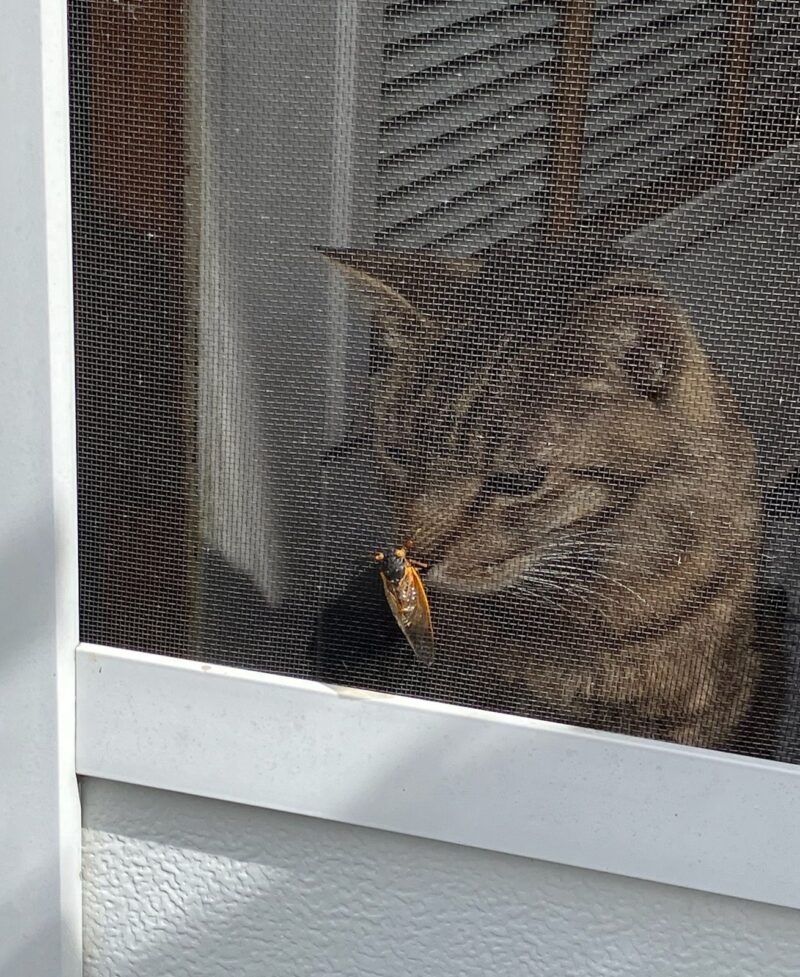 A cat behind a screen door smells a cicada on the screen.