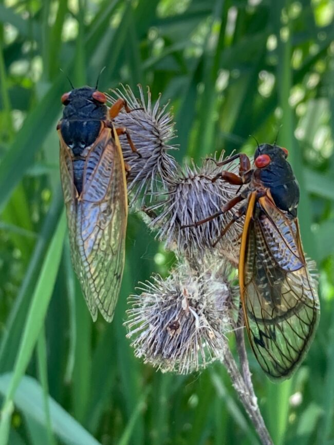Two cicadas on a flowering plant.
