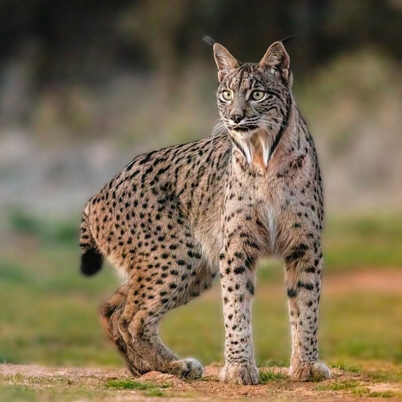 Lynx: Brown feline animal with many black dots, pointy ears, short tail and a furry chin.