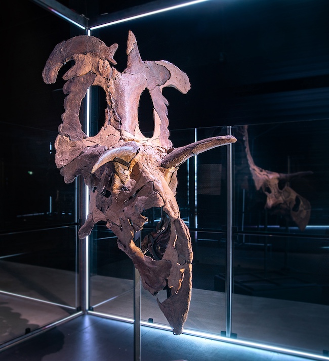 Un cráneo de forma alargada, de color marrón oscuro, con cuernos prominentes y un pico montado sobre una barra de hierro dentro de una vitrina. 