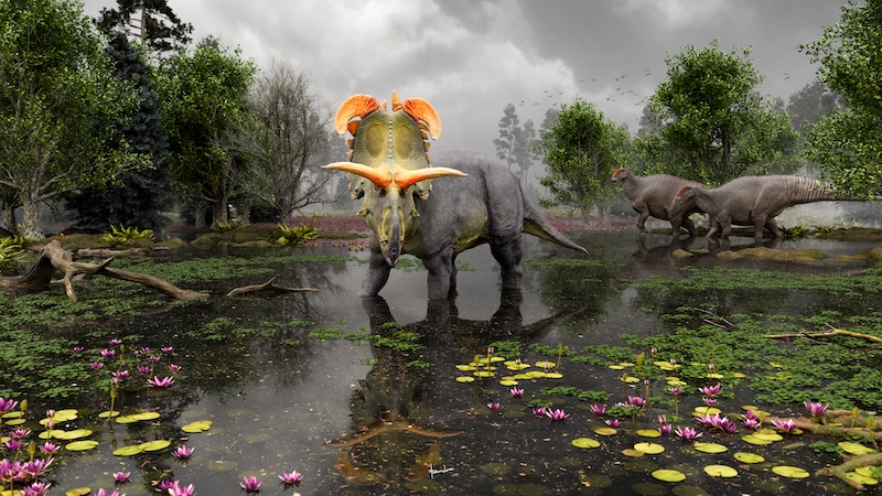 A stout 4-legged dinosaur with elaborate colorful horns and frills on its head standing in water in a swamp.
