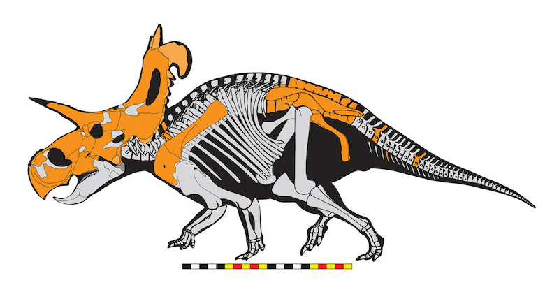 Side view of a 4-legged dinosaur skeleton with big horns, some of the bones in orange.