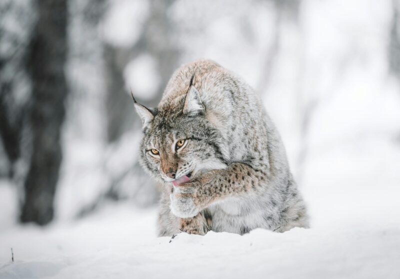 Light gray and brown furry animal with dark dots licking its front left paw. It is surrounded by snow.