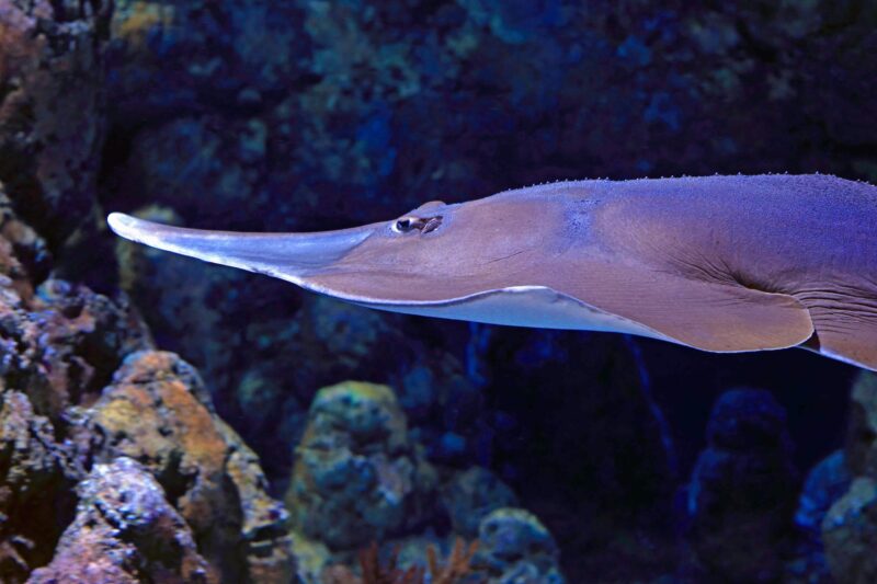 Side view of a flat ray fish, darker on top and lighter on undersurface, swimming near sea floor.