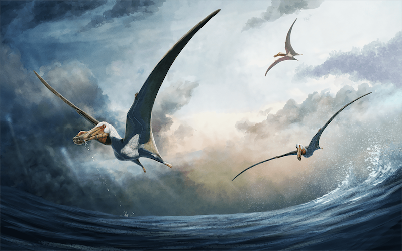 Three winged creatures, pterosaurs, flying over water.