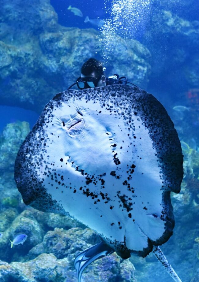 Giant, round flat fish with white undersurface, darker around edges, and a scuba diver behind it.