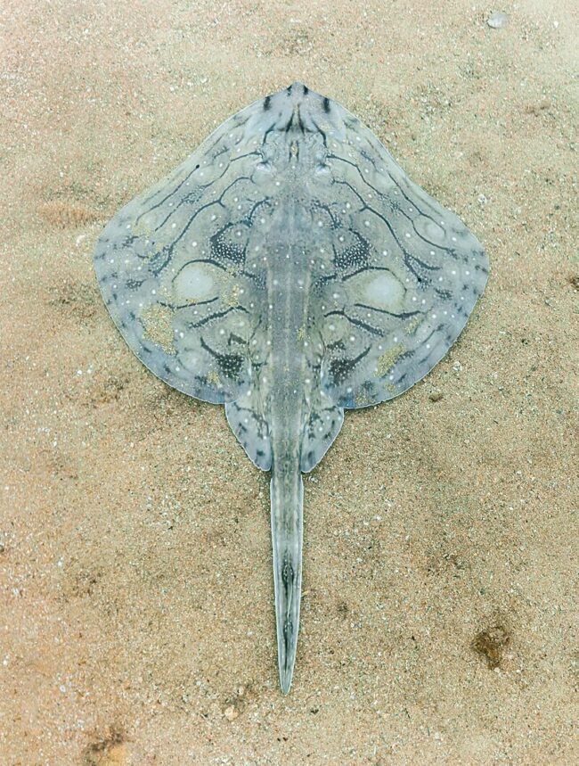 Diamond-shaped flat fish with long tail lying on the sea floor. It has patterns of dots and lines.