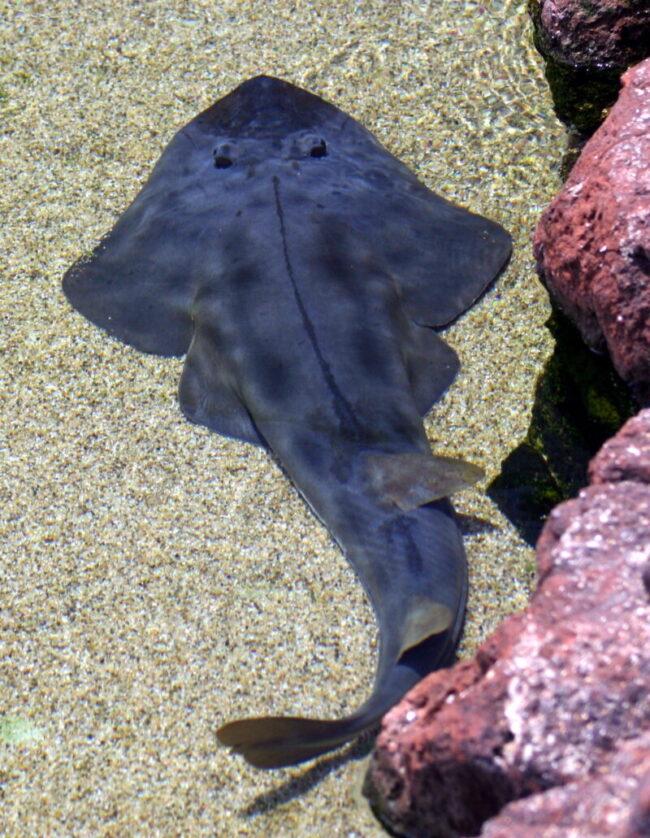 Flat black fish, with wide fins at front and regular fish-like tail, lying on sea floor.