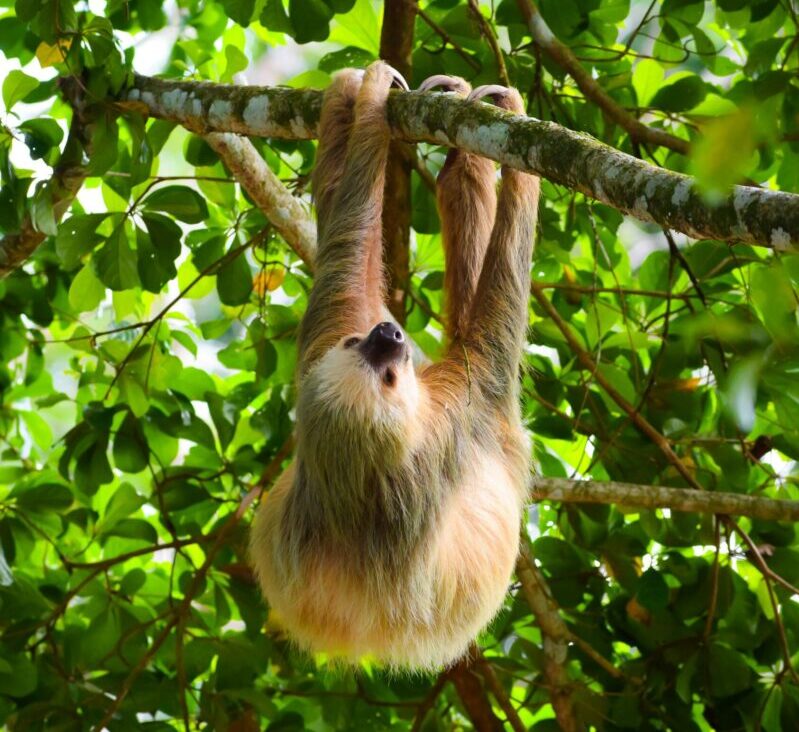 Light and dark brown animal with four long legs hanging upside down from a tree.