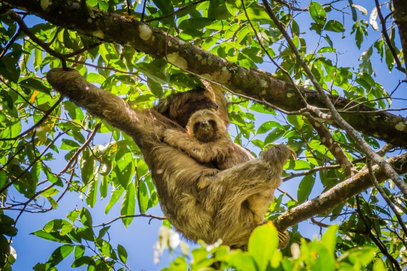 Brown animal hanging from tree branches. A baby sloth is hugging its mom.