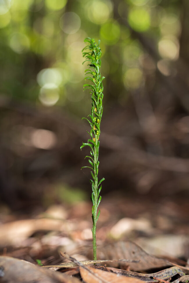 Largest genome: A single fern with stubby projections stands straight up from the forest floor.