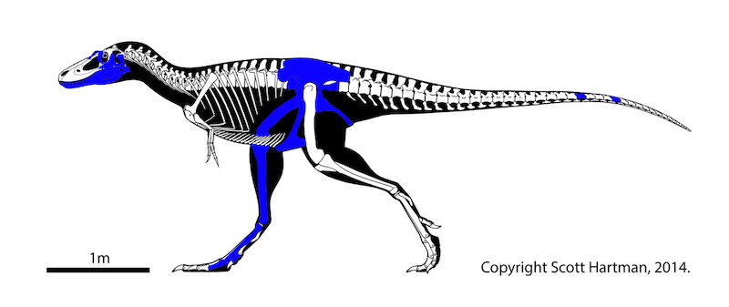 A drawing of a T. rex skeleton, with some parts shaded blue. 