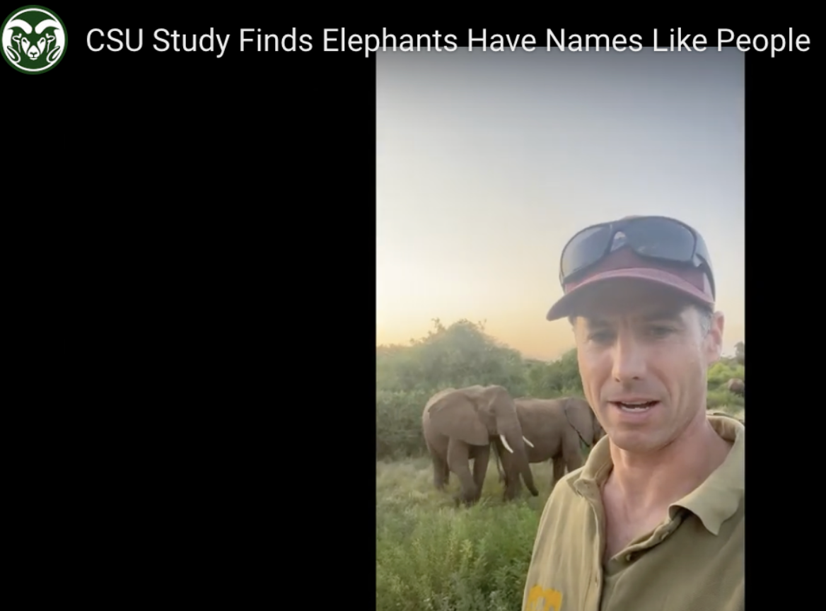 Screenshot of a partial YouTube thumbnail showing an image of a man with a baseball cap and sunglasses standing in front of two elephants in a field of grass. White text above reads, 