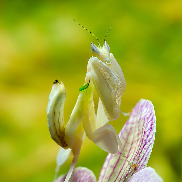 Whitish insect on a pink and white flower.