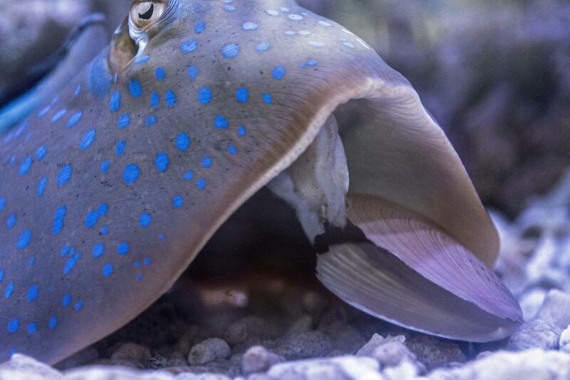 Flat gray fish with bright blue dots, humped up on sea floor eating a clam.