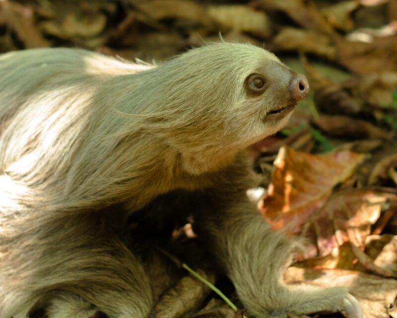 Sloths: animal with long, whitish hair on the ground.