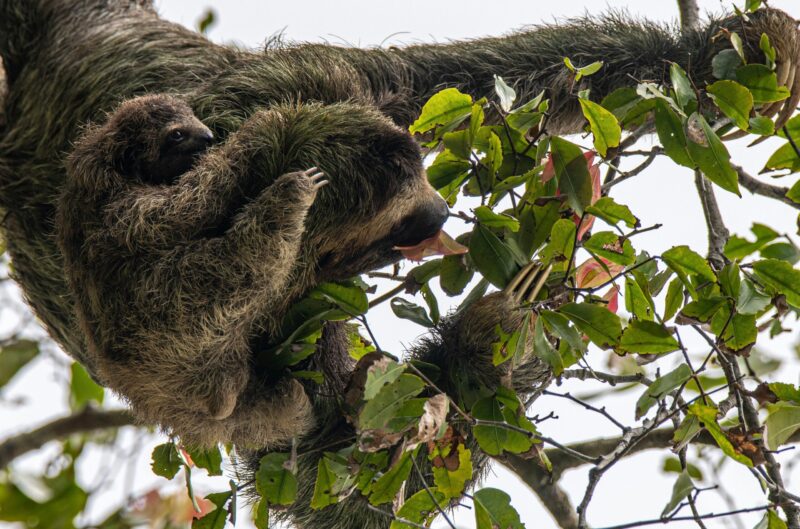 Animal among branches that is eating leaves. It has a baby sloth on its back. They both look greenish.