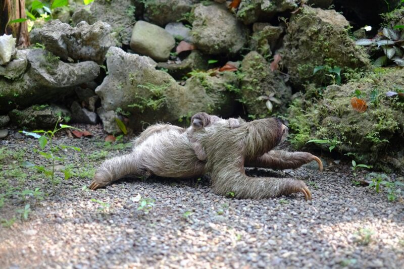 Animal with long grey and green hair crawling. It has a baby sloth on its back.
