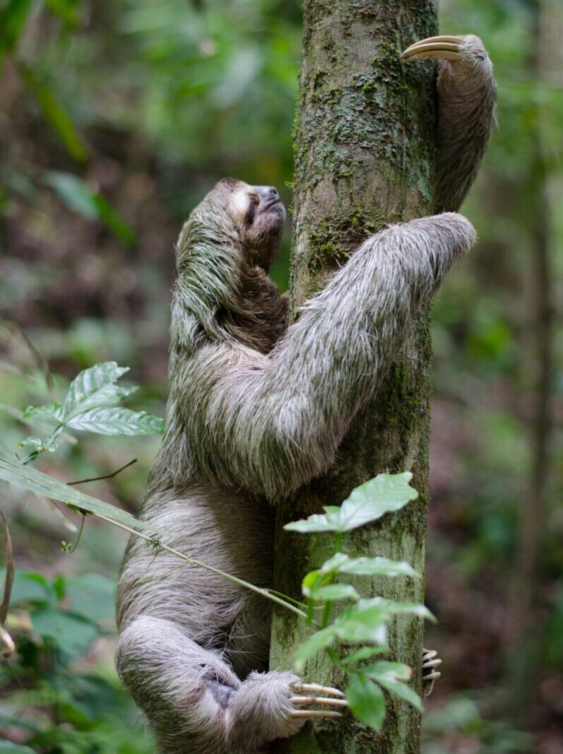 Small-headed, long-armed animal with long gray and green fur climbing a tree trunk.