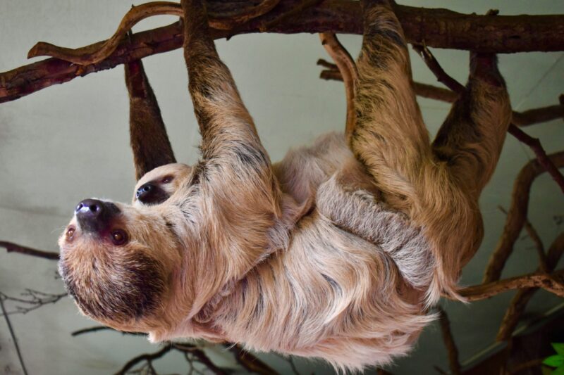Brown animal with long fur hanging under a branch. She has a baby sloth on her belly.