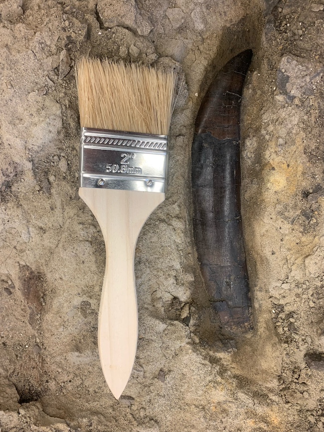 A long black tooth with a pointed edge. Next to it is a small paintbrush.