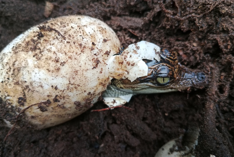 Siamese crocodiles: A white egg smeared with dark brown soil. Head of a baby croc with pointed snout and big eyes protruding from it.