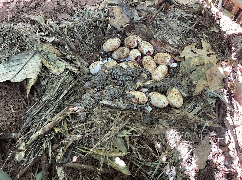 Writhing mass of tiny crocodiles next to broken dirty eggs on the ground among leaf litter.