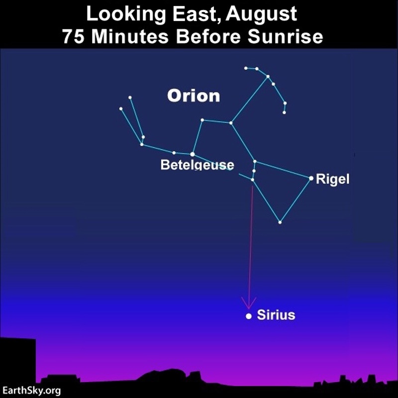 Dog days of summer: Morning sky in August with Orion. Its belt is pointing to Sirius below.