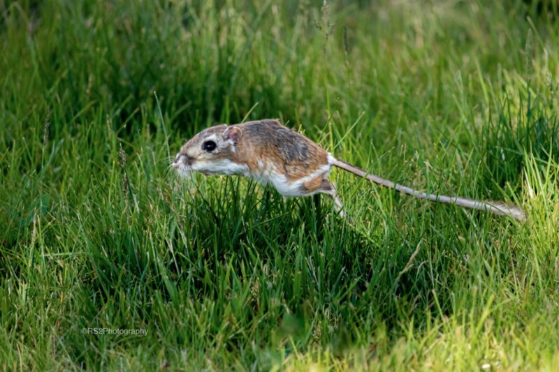 Brown animal on top and white at bottom. It has a long, furry tail. It is jumping in the grass.