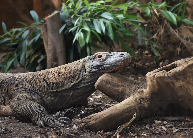 A large reptile, seen from mid-body to head, resting its head on a log. Komodo dragons’ teeth were found to be kept sharp by iron along its edges. 